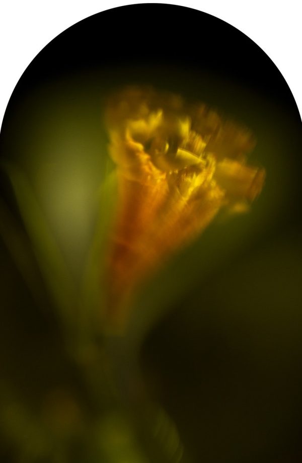 Beautiful Decay - Tulip 1 Rebecca Low - medium print cropped